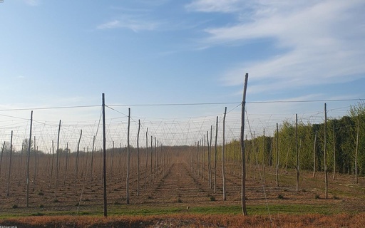 [BL-1888] Bici Gravel G203